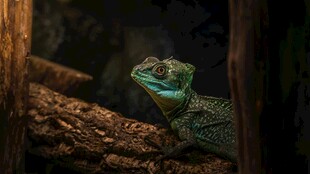 绿鬣蜥栖息于荫蔽处