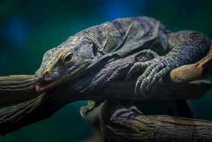 树枝上休憩的蜥蜴