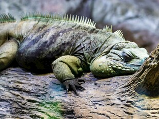 趴在岩石上的绿鬣蜥