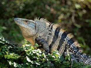 栖息于绿植中的鬣蜥