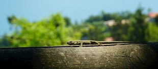 近景栏杆与远景风景