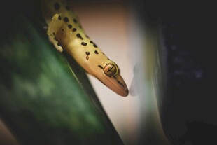 绿叶上的斑点蜥蜴