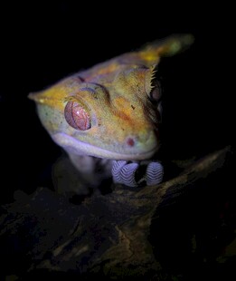 神秘变色壁虎特写