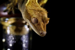 特写金黄壁虎微观视角