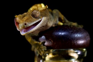 金杯中蜥蜴与果实