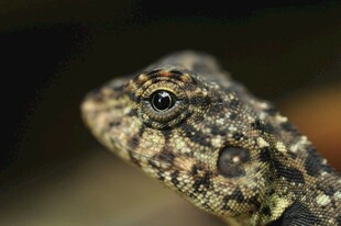 特写斑点蜥蜴头部