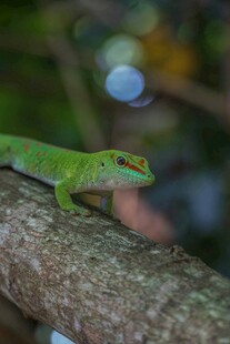 树枝上的绿色蜥蜴