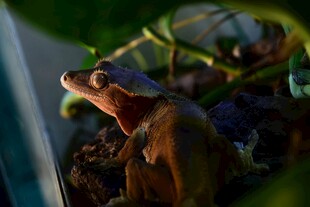 窗边蜥蜴仰头望景