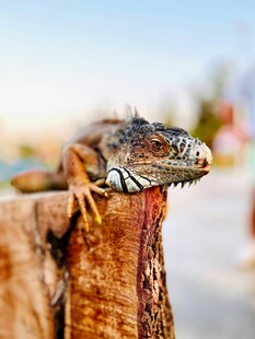 栖息于木头上的蜥蜴