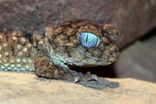 蓝眼蜥蜴特写