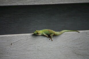 墙边的绿色小蜥蜴