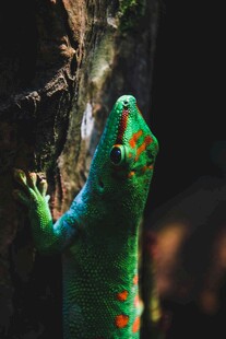 绿色壁虎攀附树干