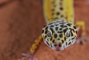 可爱豹纹守宫特写