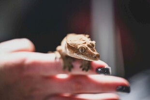 手掌上的小蜥蜴