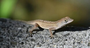 岩石上的小蜥蜴