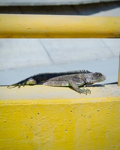 黄色物体上的蜥蜴