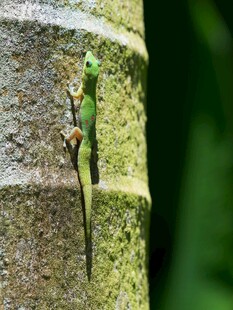 树干上的绿蜥蜴