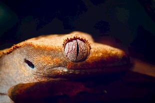 特写镜头下的独特生物眼睛