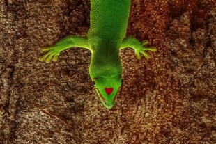 绿色壁虎趴在粗糙树皮上