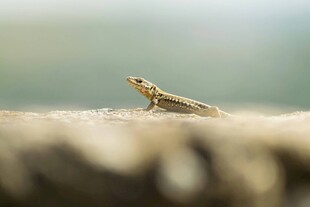 岩石上的小蜥蜴