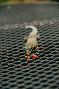 蜥蜴捕食蚂蚁于网格之上