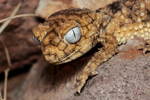 特写神秘的蓝眼蜥蜴