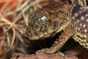 特写神秘的变色蜥蜴