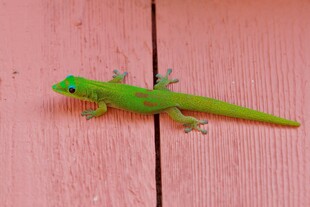 粉色背景上的绿色壁虎