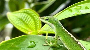 绿叶上的翠绿蜥蜴