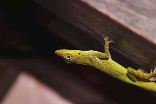 绿色壁虎攀附于木上