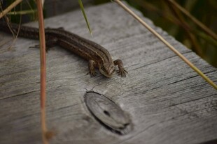 木板上的蜥蜴与落叶