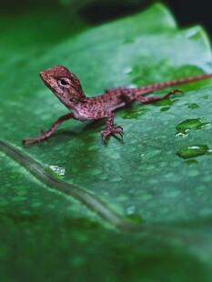绿叶上的小蜥蜴