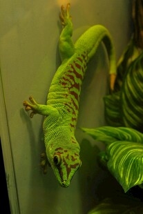 翠绿壁虎攀附于绿叶旁