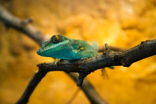 树枝上的蓝绿色变色龙