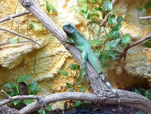 树枝上的绿色蜥蜴