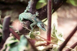 绿叶上的绿色昆虫