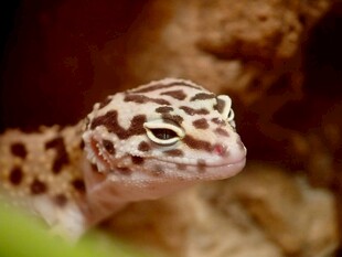 豹纹守宫特写
