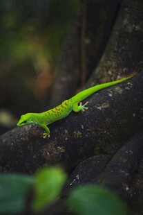 翠绿壁虎栖于深色树干