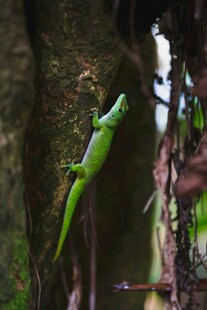 翠绿壁虎攀附树干