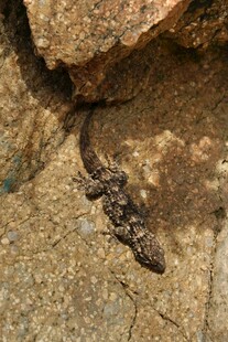 岩石上的小蜥蜴