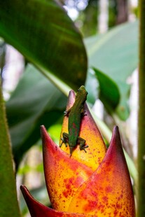 艳丽奇特的热带花卉