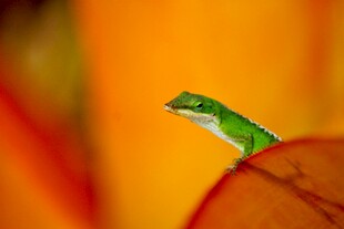 绿叶上的绿色小蜥蜴