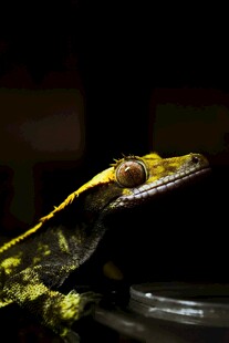 黄绿相间蜥蜴特写