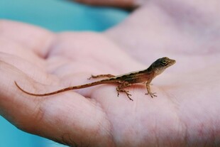 手掌上的小蜥蜴