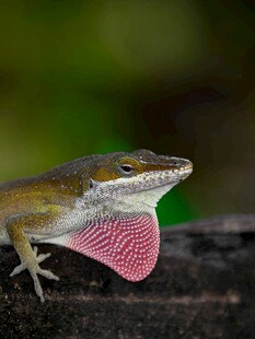 展示奇特喉扇的蜥蜴