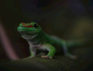 翠绿壁虎特写