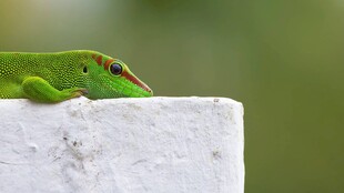 绿蜥蜴趴于白色物体上