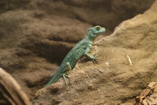 岩石上的绿色蜥蜴