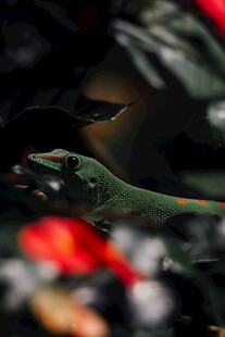 多彩叶片下的神秘景象