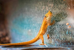 橙色壁虎攀爬在玻璃上